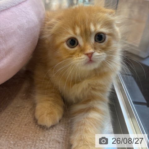 スコティッシュフォールドの写真