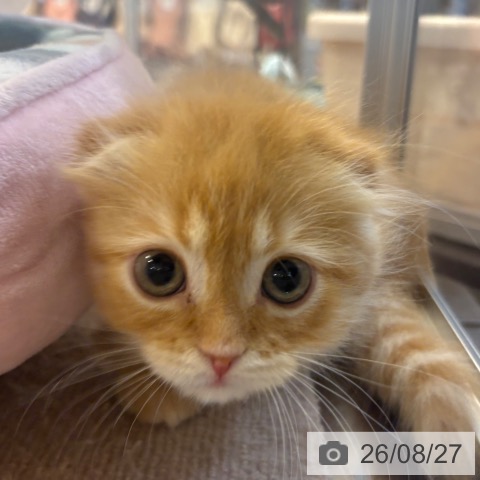 京都府のスコティッシュフォールド (ペットプラス イオンモールKYOTO店/2026年6月19日生まれ/男の子/レッドタビー)の子猫の4枚目の画像