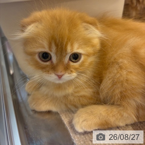 スコティッシュフォールドの写真