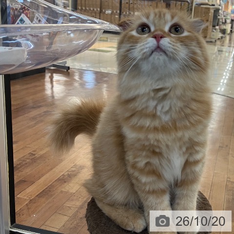 スコティッシュフォールドの写真