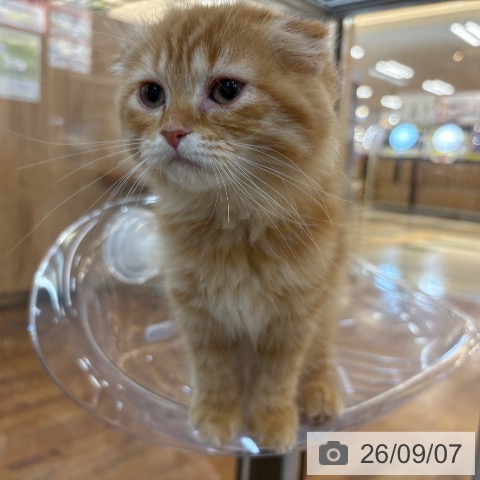 京都府のスコティッシュフォールド (ペットプラス 久御山店/2026年6月19日生まれ/女の子/レッドタビー)の子猫の4枚目の画像