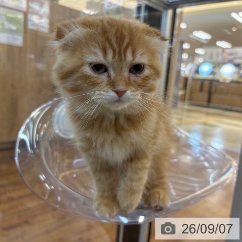 京都府のスコティッシュフォールド (ペットプラス 久御山店/2026年6月19日生まれ/女の子/レッドタビー)の子猫の3枚目の画像