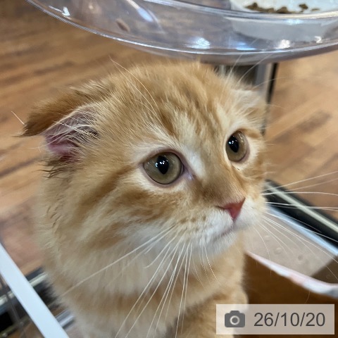 スコティッシュフォールドの写真