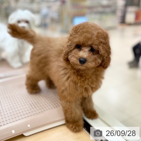 新潟県のトイプードル(トイ) (ペットプラス 新潟青山店/2026年6月17日生まれ/女の子/レッドフォーン)の子犬の4枚目の画像
