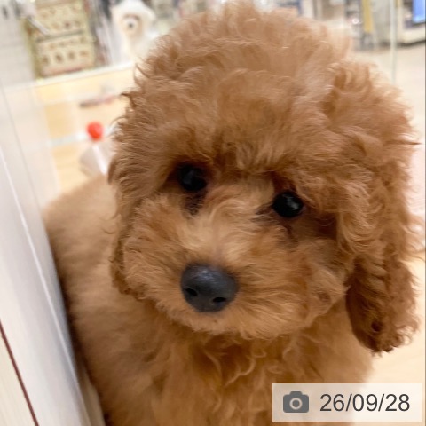 新潟県のトイプードル(トイ) (ペットプラス 新潟青山店/2026年6月17日生まれ/女の子/レッドフォーン)の子犬の3枚目の画像
