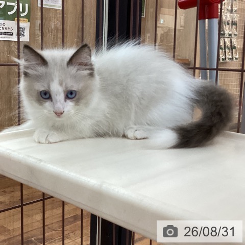 京都府のラグドール (ペットプラス 久御山店/2026年6月25日生まれ/男の子/シールポイントバイカラー)の子猫の4枚目の画像