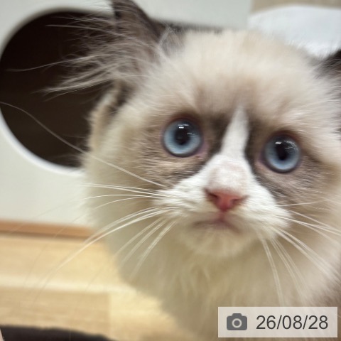 ラグドールの写真