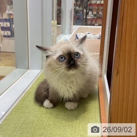 大阪府のラグドール (ペットプラス ららぽーと和泉店/2026年6月24日生まれ/女の子/シールポイントミテッド)の子猫の4枚目の画像