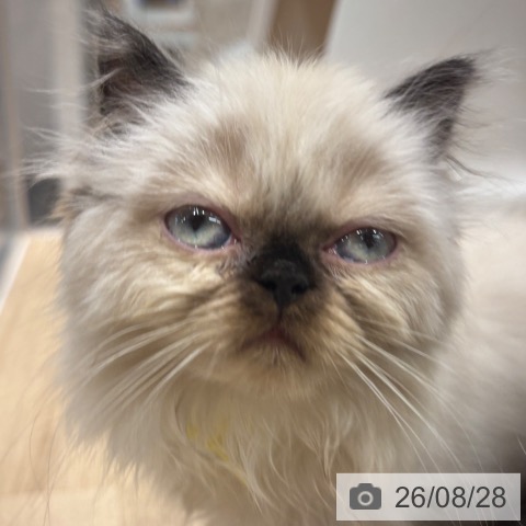 大阪府のヒマラヤン (ペットプラス イオン大日店/2026年6月20日生まれ/女の子/シールポイント)の子猫の4枚目の画像