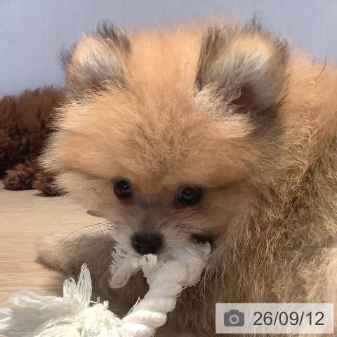ポメラニアンの写真