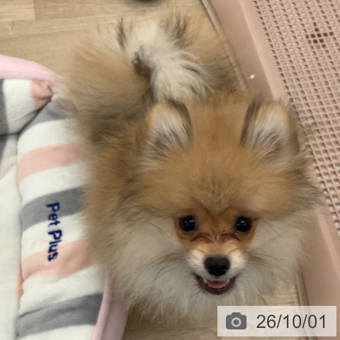 大阪府のポメラニアン (ペットプラス りんくう泉南店/2026年6月26日生まれ/男の子/オレンジ)の子犬の4枚目の画像