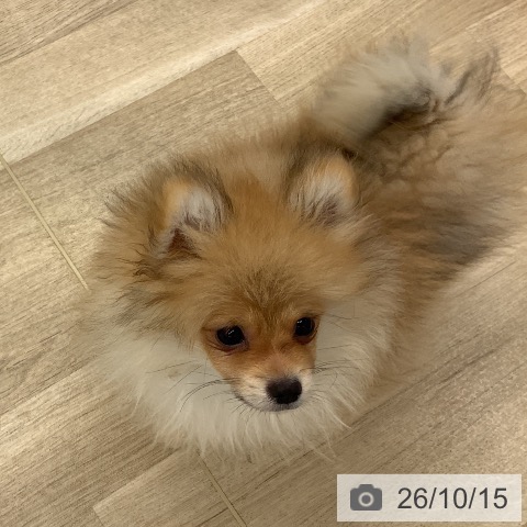 ポメラニアンの写真