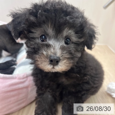 京都府のトイプードル(トイ) (ペットプラス 京都桂川店/2026年6月28日生まれ/男の子/シルバー)の子犬の4枚目の画像