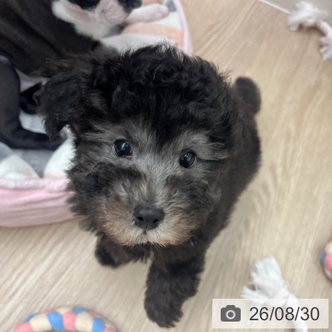 京都府のトイプードル(トイ) (ペットプラス 京都桂川店/2026年6月28日生まれ/男の子/シルバー)の子犬の3枚目の画像