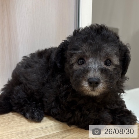 京都府のトイプードル(トイ) (ペットプラス イオンモールKYOTO店/2026年6月28日生まれ/男の子/シルバー)の子犬の3枚目の画像