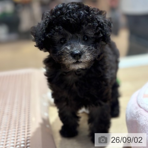大阪府のトイプードル(トイ) (ペットプラス イオン大日店/2026年6月28日生まれ/女の子/シルバー)の子犬の4枚目の画像