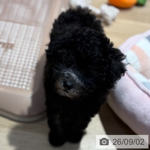 大阪府のトイプードル(トイ) (ペットプラス イオン大日店/2026年6月28日生まれ/女の子/シルバー)の子犬の3枚目の画像
