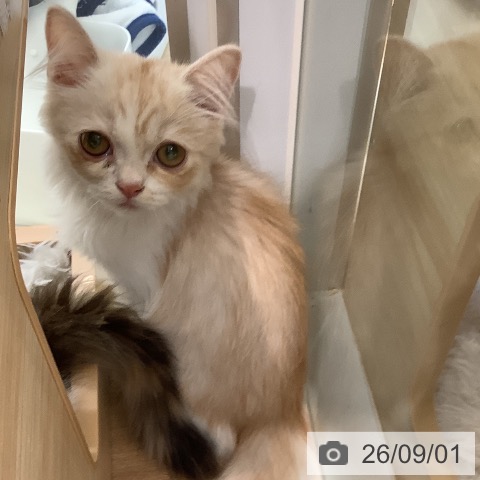 スコティッシュフォールドの写真