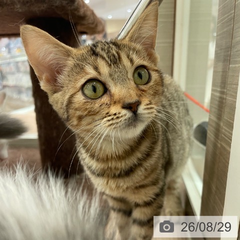 マンチカンの写真