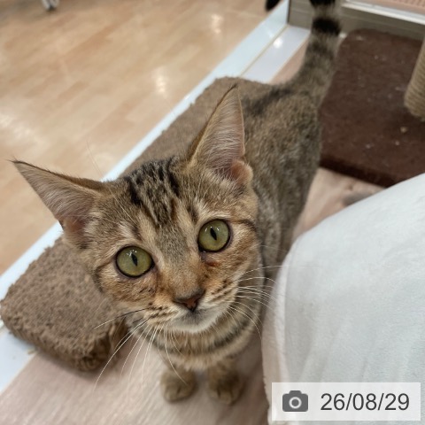 マンチカンの写真
