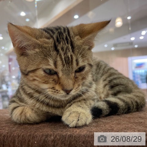 マンチカンの写真