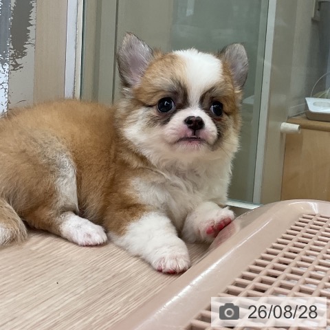 チワワの写真