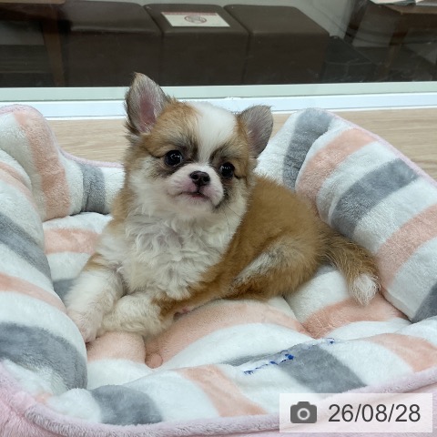 チワワの写真