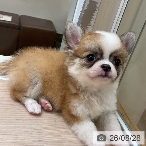 チワワの写真