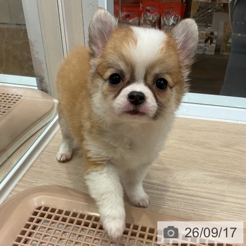 チワワの写真