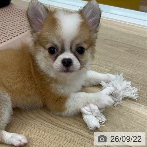 チワワの写真