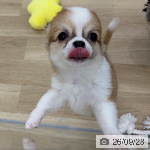 チワワの写真