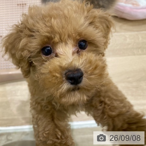 大阪府のトイプードル(トイ) (ペットプラス 鶴見店/2026年6月25日生まれ/男の子/オレンジフォーン)の子犬の4枚目の画像