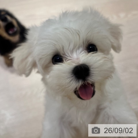マルチーズの写真
