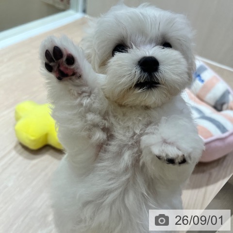 マルチーズの写真