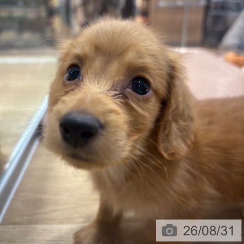 大阪府のカニンヘンダックスフンド(ロング) (ペットプラス イオン大日店/2026年7月1日生まれ/男の子/レッド)の子犬の4枚目の画像