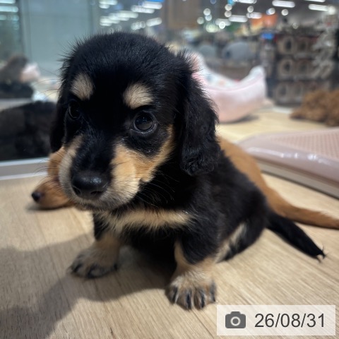 大阪府のカニンヘンダックスフンド(ロング) (ペットプラス イオン大日店/2026年7月1日生まれ/女の子/ブラックイエロー)の子犬の4枚目の画像
