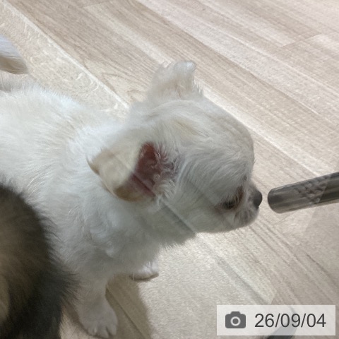 チワワの写真