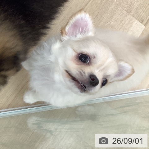 チワワの写真
