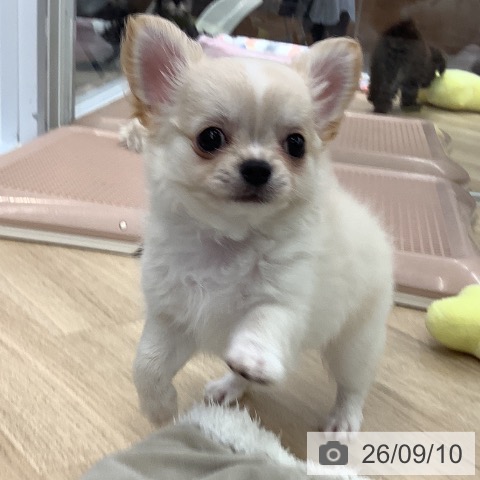 大阪府のチワワ(ロング) (ペットプラス りんくう泉南店/2026年6月29日生まれ/男の子/クリームホワイト)の子犬の4枚目の画像