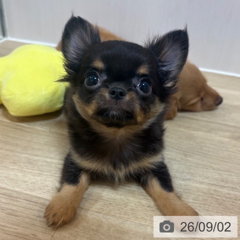 京都府のチワワ(ロング) (ペットプラス イオンモールKYOTO店/2026年6月25日生まれ/男の子/ブラックタン)の子犬の4枚目の画像