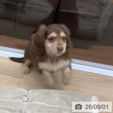 ミニチュア・ダックスフンドの写真