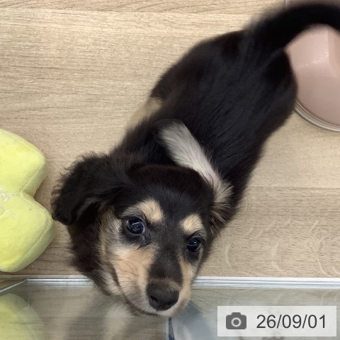 ミニチュア・ダックスフンドの写真