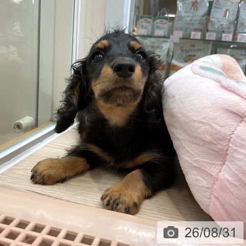 大阪府のカニンヘンダックスフンド(ロング) (ペットプラス ららぽーと和泉店/2026年7月1日生まれ/男の子/ブラックタン)の子犬の3枚目の画像