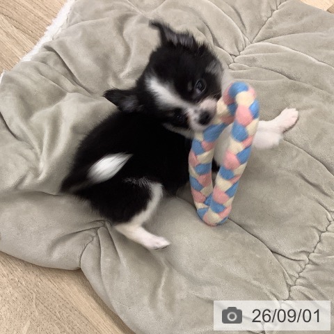 チワワの写真