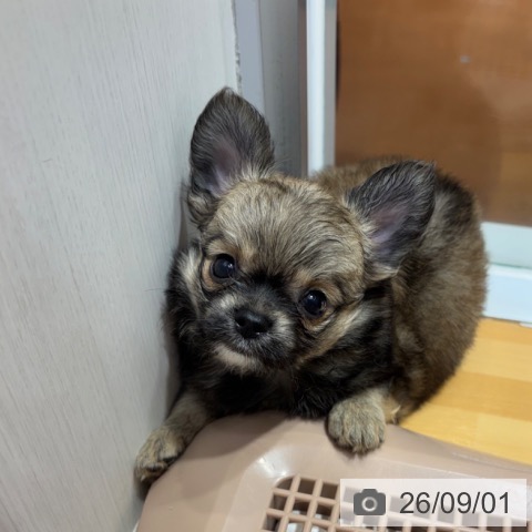 チワワの写真