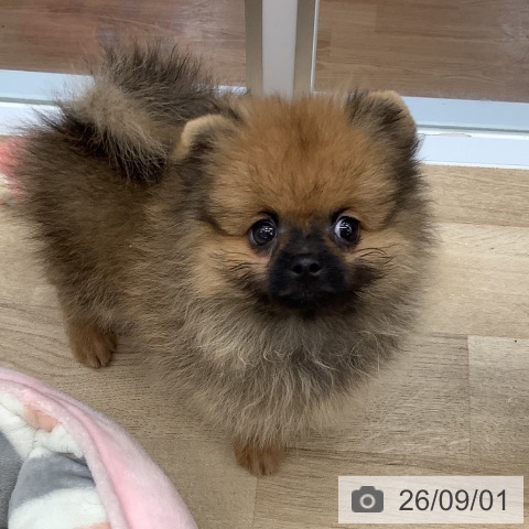 ポメラニアンの写真