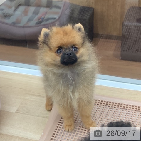 大阪府のポメラニアン (ペットプラス りんくう泉南店/2026年6月27日生まれ/男の子/オレンジセーブル)の子犬の4枚目の画像