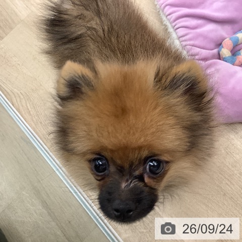 ポメラニアンの写真
