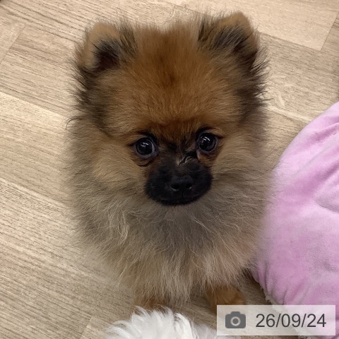 大阪府のポメラニアン (ペットプラス りんくう泉南店/2026年6月27日生まれ/男の子/オレンジセーブル)の子犬の4枚目の画像