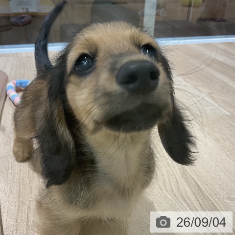 新潟県のミニチュアダックスフンド(ロング) (ペットプラス 新潟亀田インター店/2026年6月30日生まれ/男の子/シェーデットイエロー)の子犬の3枚目の画像